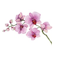 Berit Elisabeth Westerlund