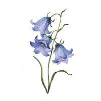 Janne Lovise Brunsvik Severinsen