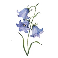 Bård Hans Børsheim