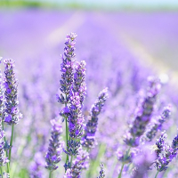 Tove Berntine Schytte